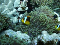 /album/klauni-a-sapini/foto-tomas-232-jpg1/